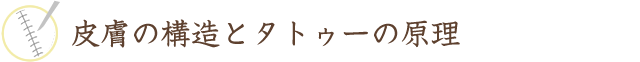 皮膚の構造とタトゥーの原理
